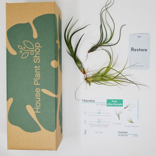 House Plant Box Healthy Houseplants Delivered Monthly Cratejoy